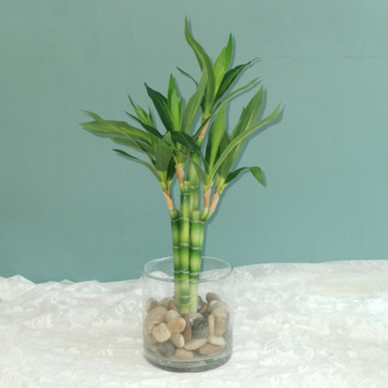 Aquarium Planted Tank - Nuovo 40 cm rFtificial Lucky Bamboo