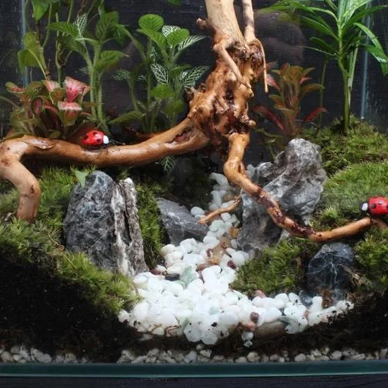 Tronco d'albero naturale Drift - Aquarium Plant Live recensione e prezzo