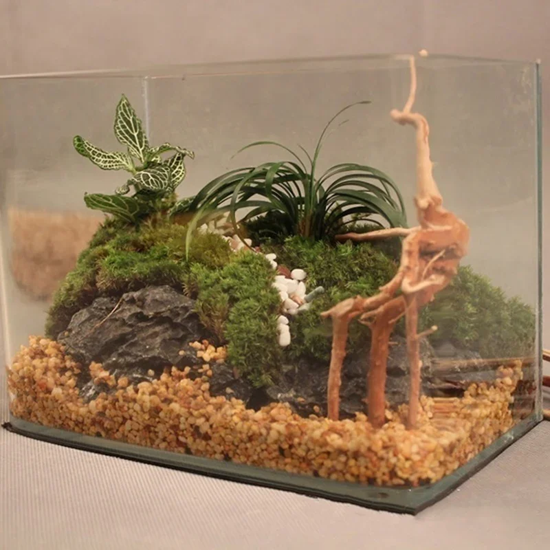 Tronco d'albero naturale Drift - Aquarium Plant Live recensione e prezzo