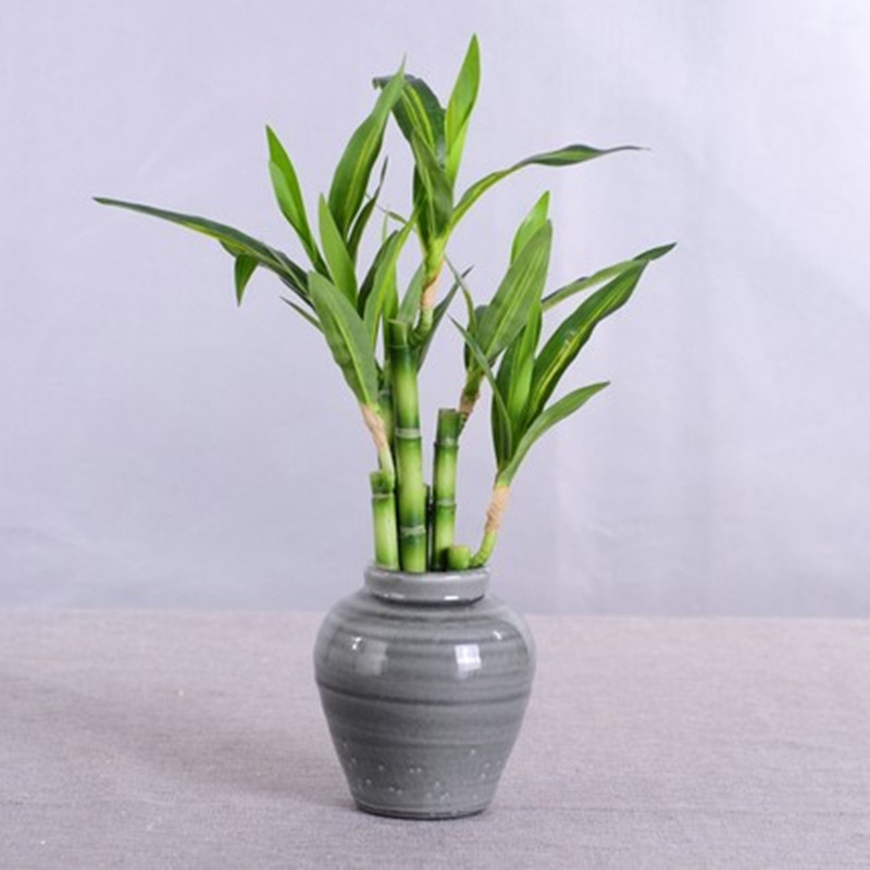 Nuovo 40 cm rFtificial Lucky B - Aquarium Planted Tank recensione e prezzo
