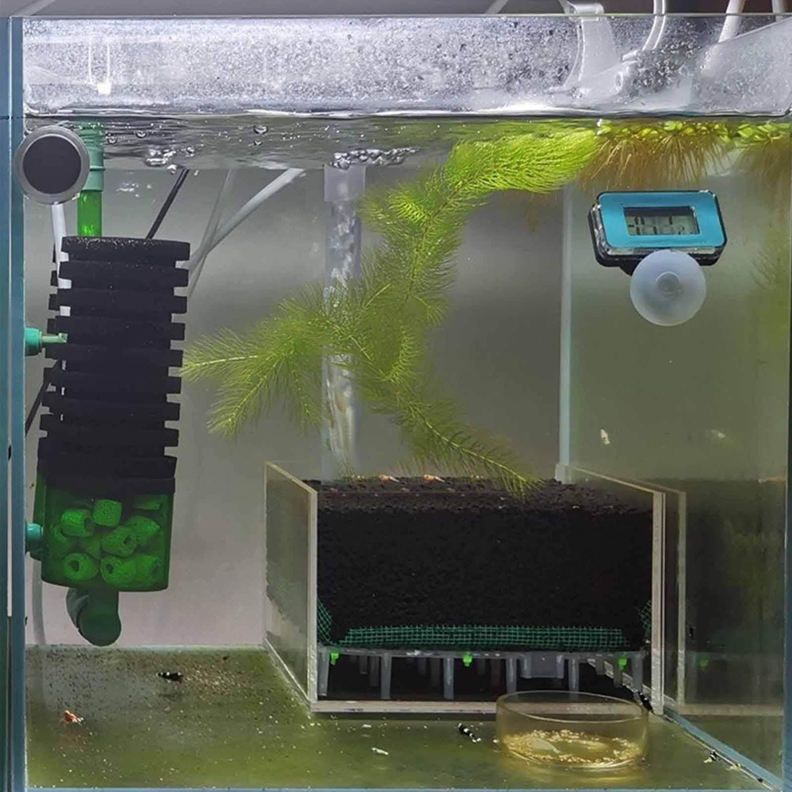 Acquario Quadrato Trasparente  - Planted Aquarium With Gravel recensione e prezzo