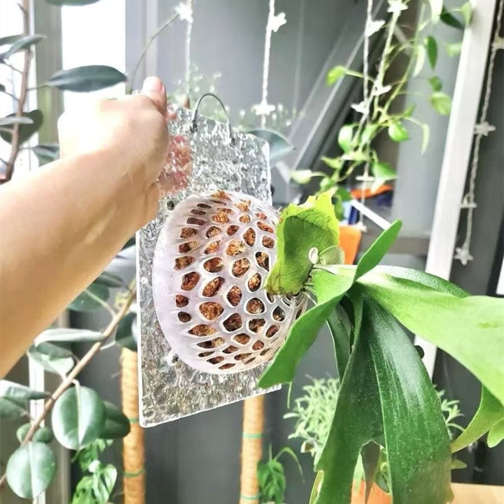Copertura Protettiva per Piant - Tissue Culture Plant recensione e prezzo