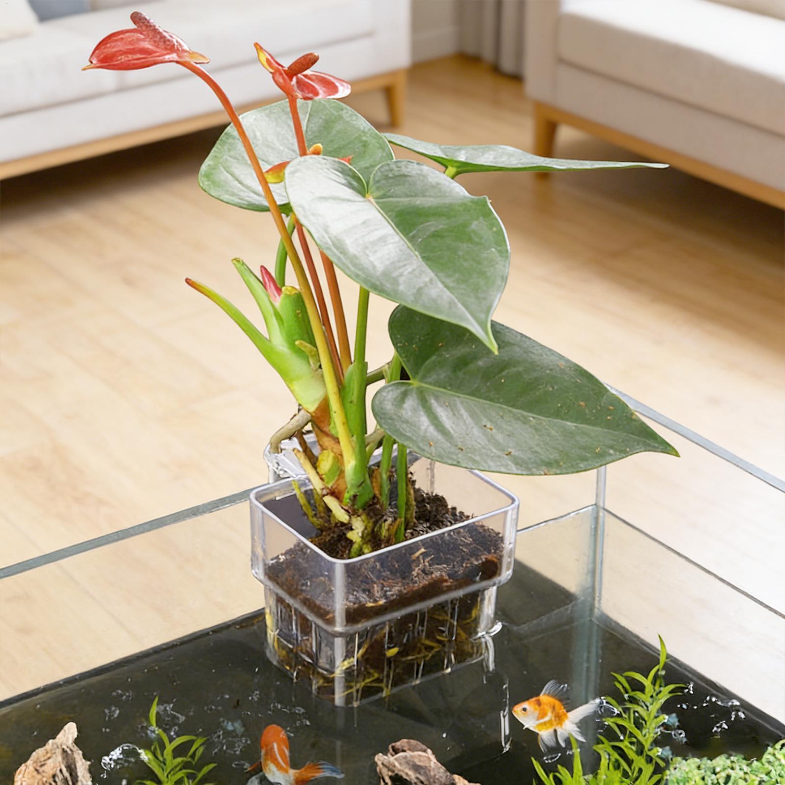 Vaso Trasparente Appendibile p - Aquarium Plant Live recensione e prezzo