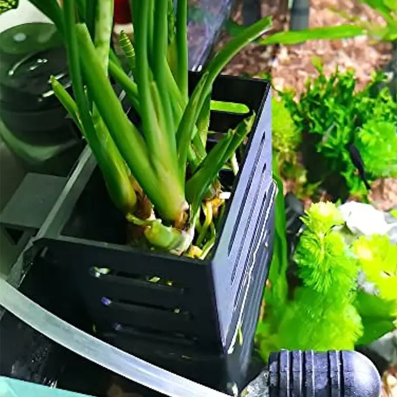 Decorazioni per acquari per an - Aquarium Plant Live recensione e prezzo