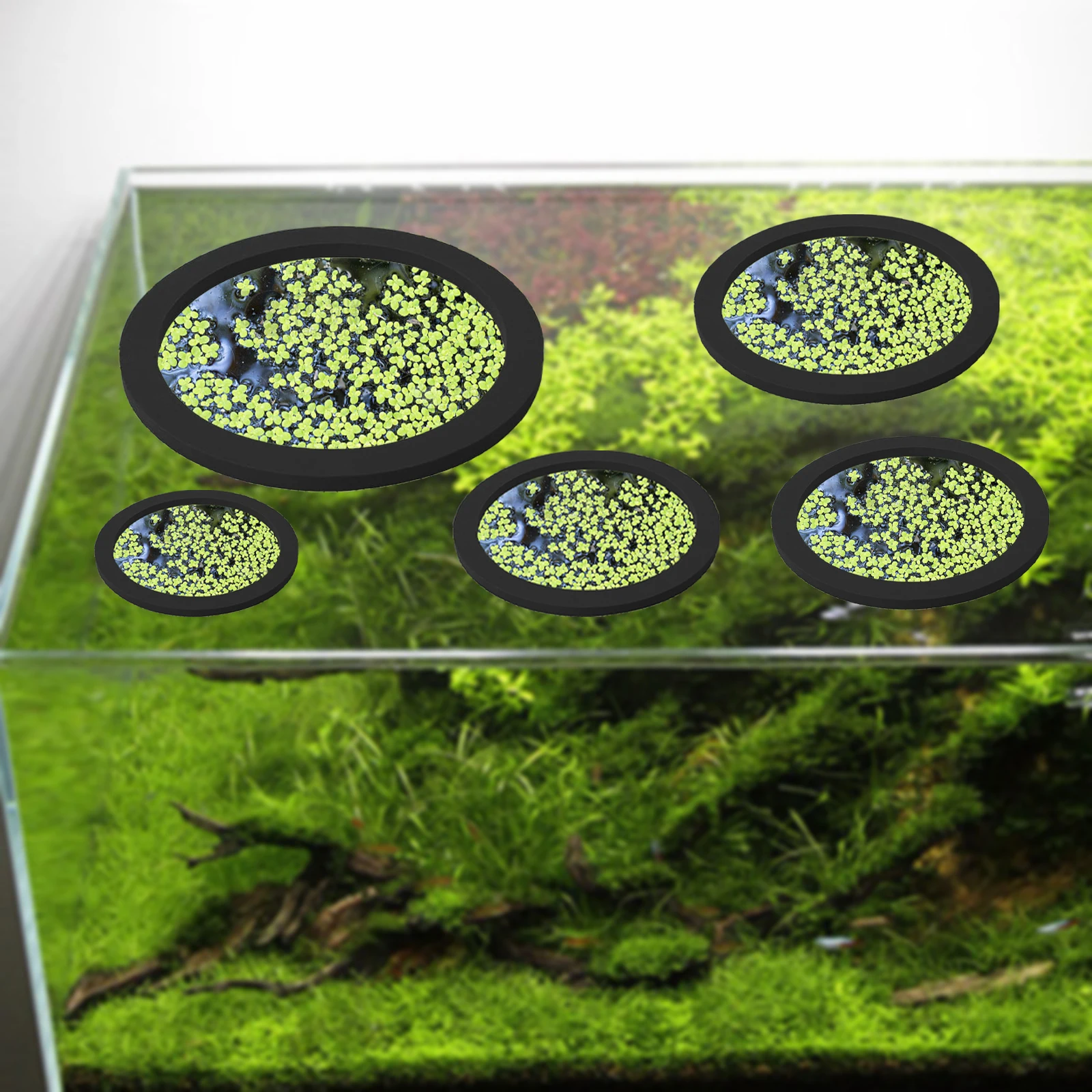 5 pz EVA Anello di Alimentazio - Aquarium Planted Tank recensione e prezzo