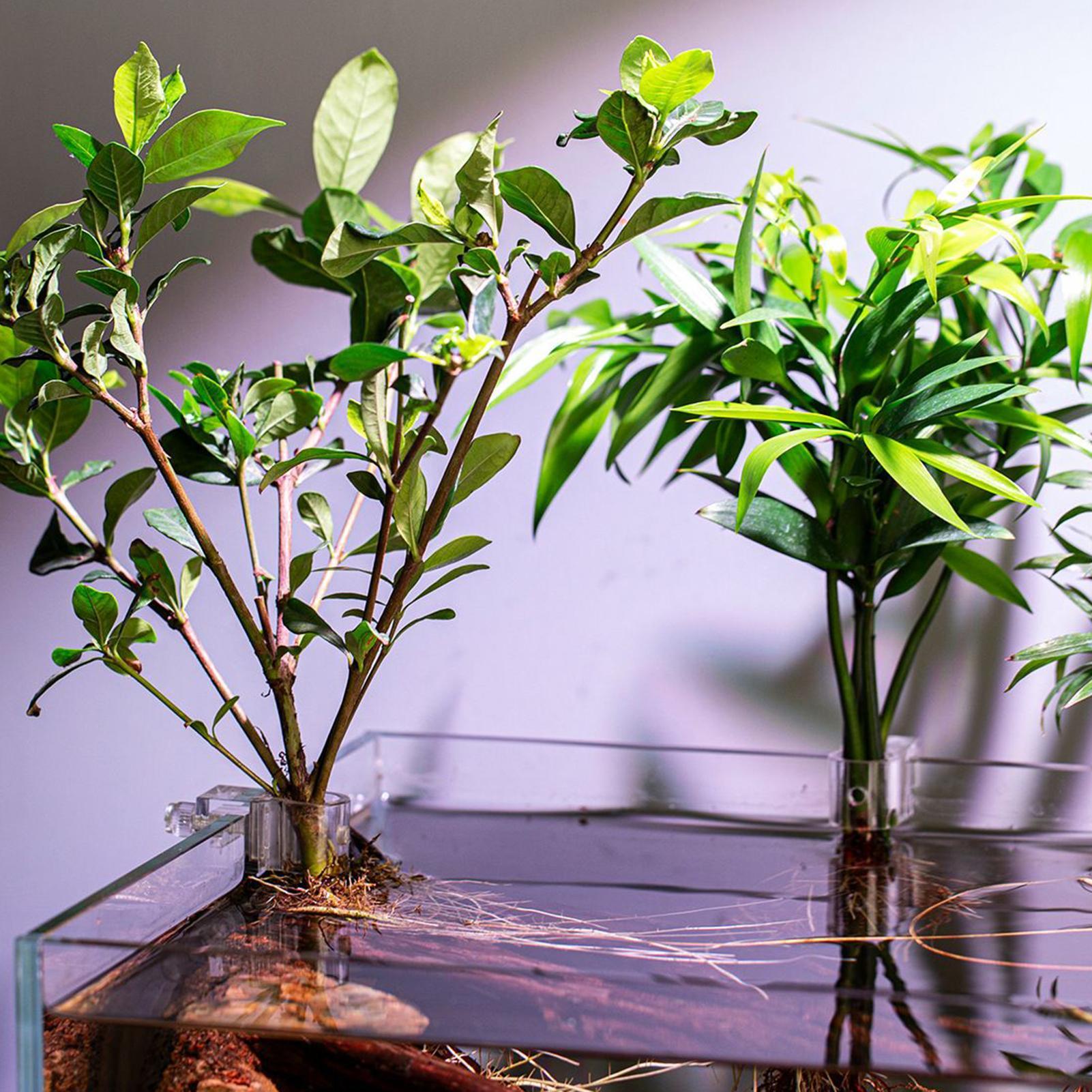 Set di 6 Supporti Trasparenti  - Aquarium Plant Live recensione e prezzo