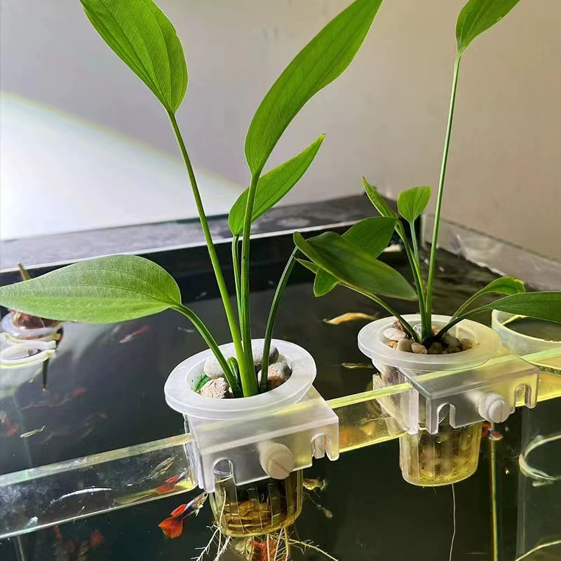 Cesto per piantare acquario Su - Aquarium Plant Live recensione e prezzo